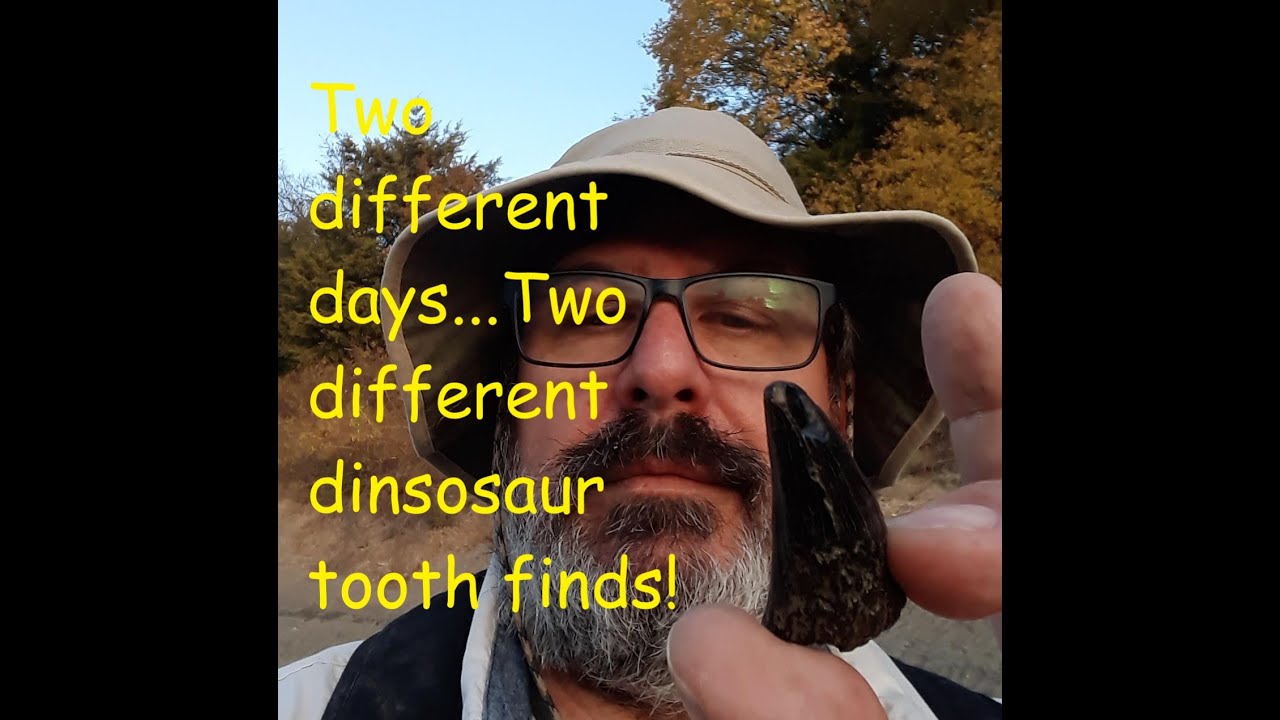 Two Days ...Two Dinosaur Teeth! Texas Fossils!