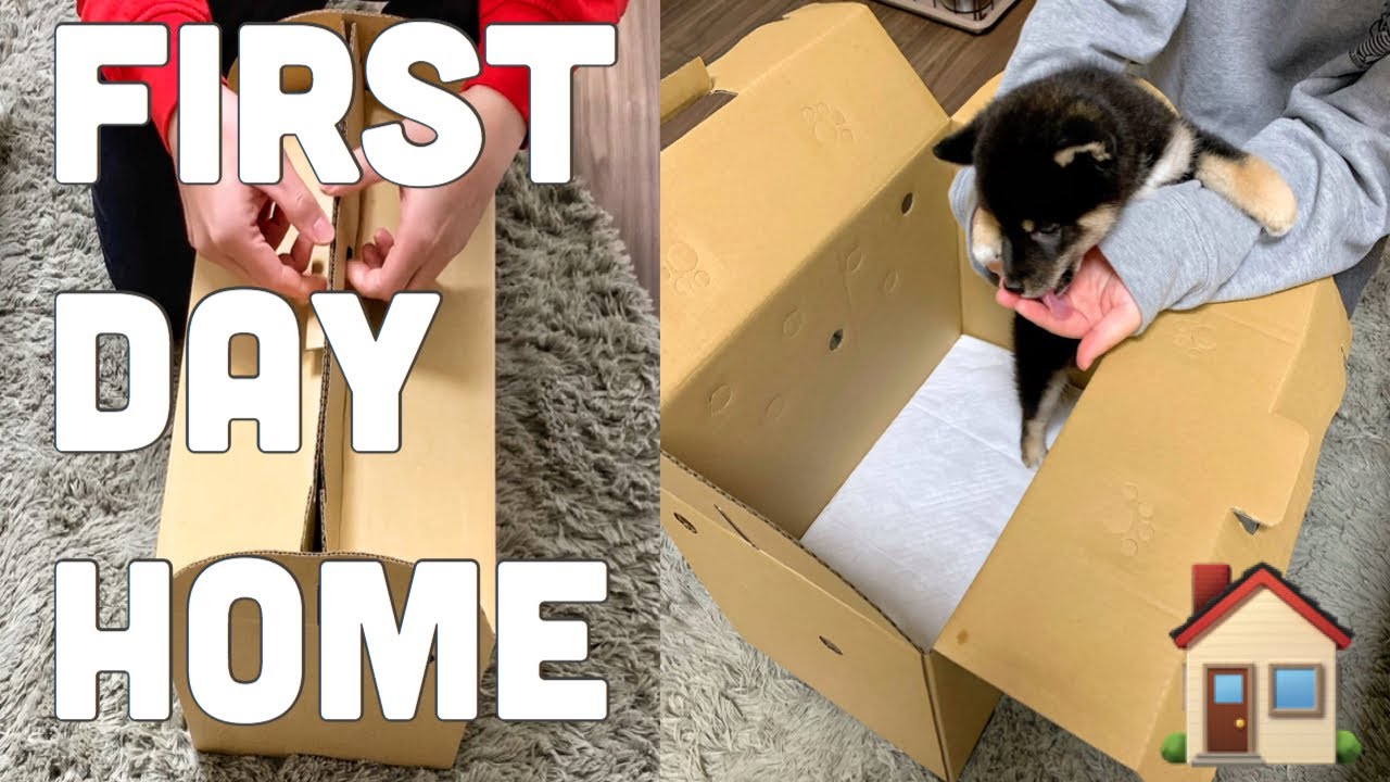 [SHIBA INU PUPPY] FIRST DAY HOME