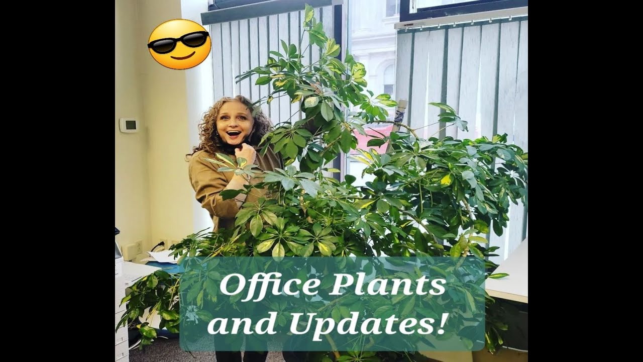 Planty Growth Updates & Office Plants! Plants for the Workplace & How My Chops & Props Are Doing!