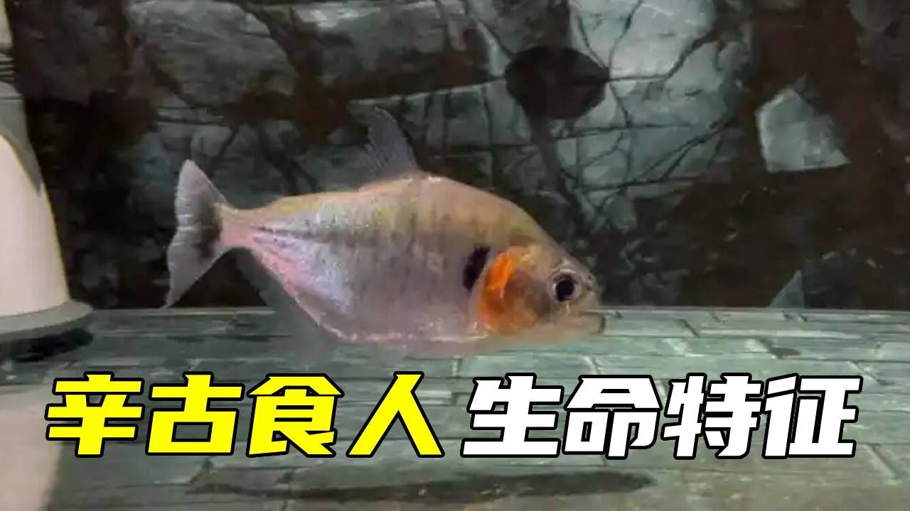 辛古食人鱼突然失控！还能存活下去吗，一起来看看究竟发生了什么吧【鲁伟学长】