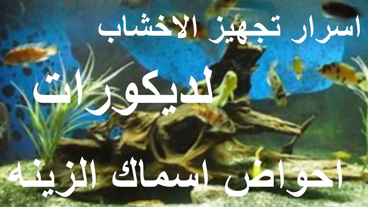 اسرار تجهيز الاخشاب لديكورات احواض اسماك الزينه