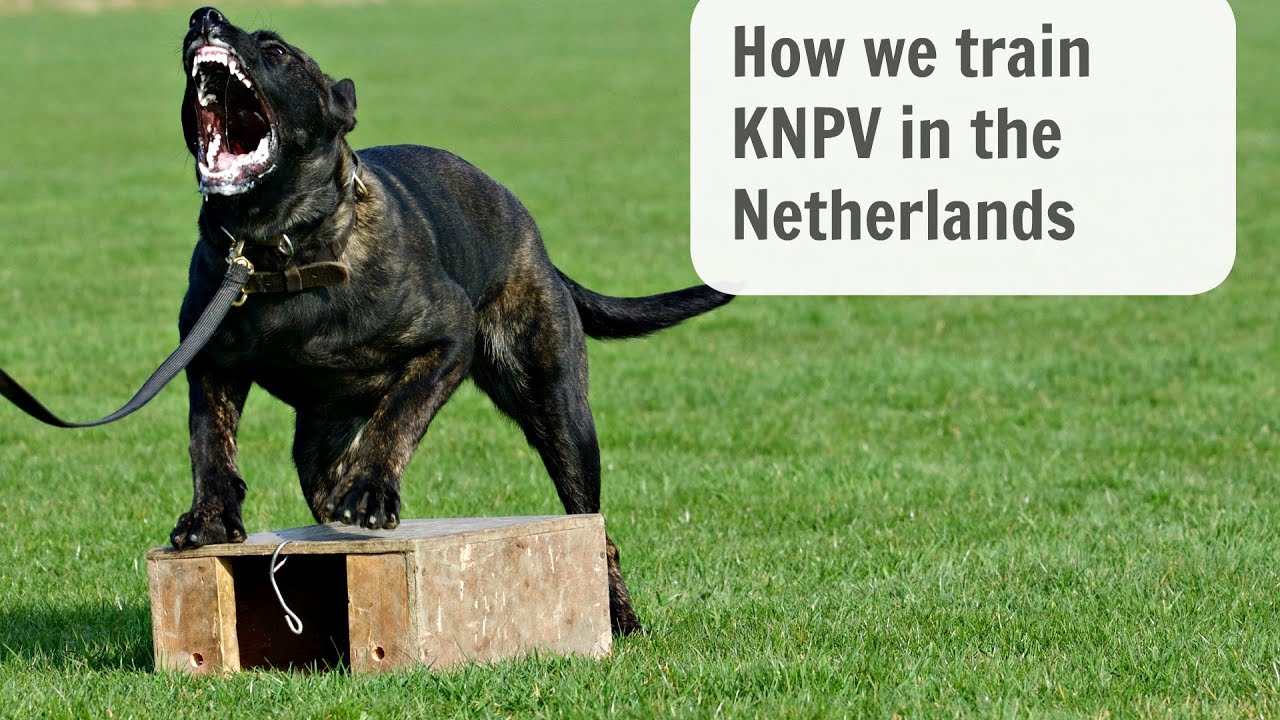 KNPV training Katie BRN 25478 In Holland 🇮🇪 🇾🇪