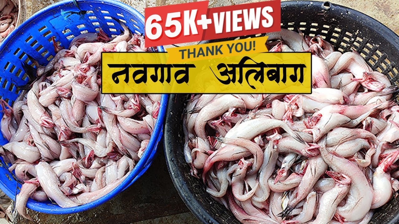 नवगाव अलिबाग होलसेल फिश मार्केट । Wholesale fish market Alibag  |  येथे मिळतात  सगळ्यात ताजे मासे