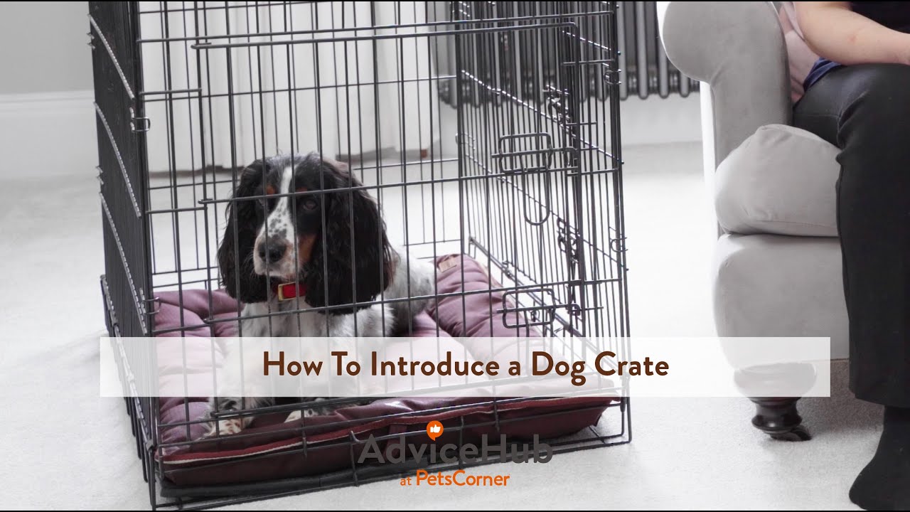 How to Introduce a Dog Crate