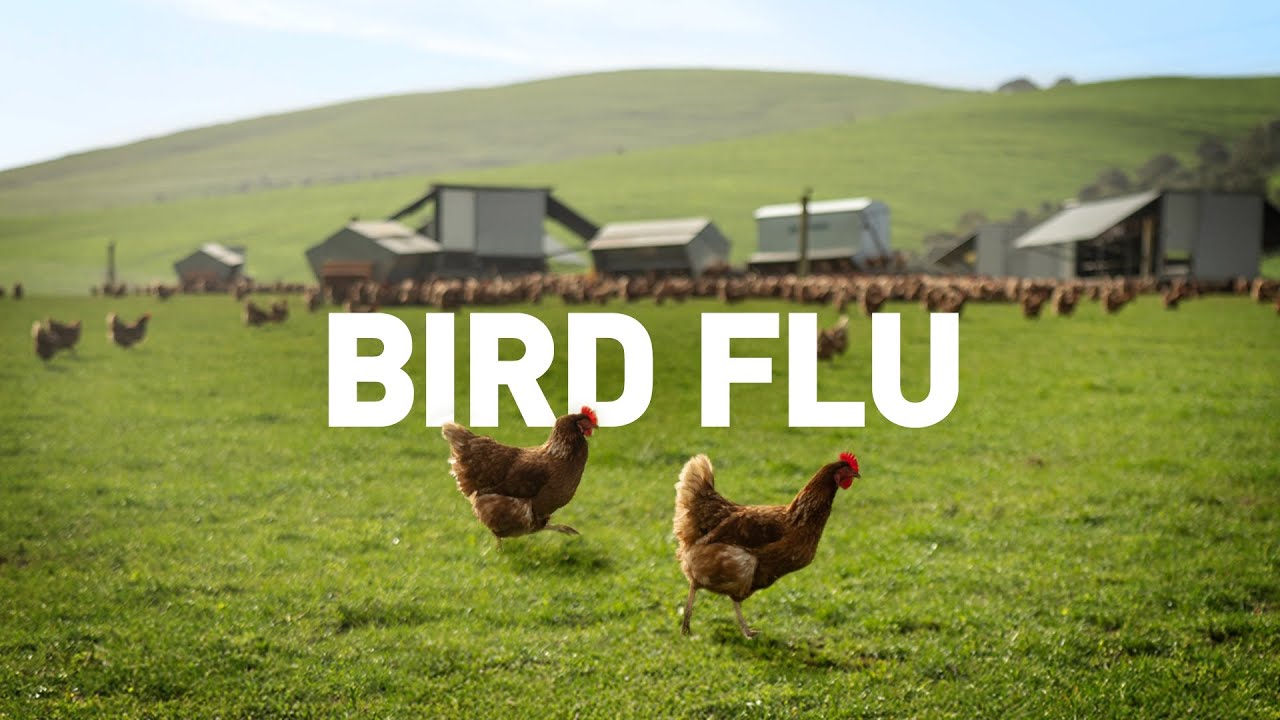 Bird Flu