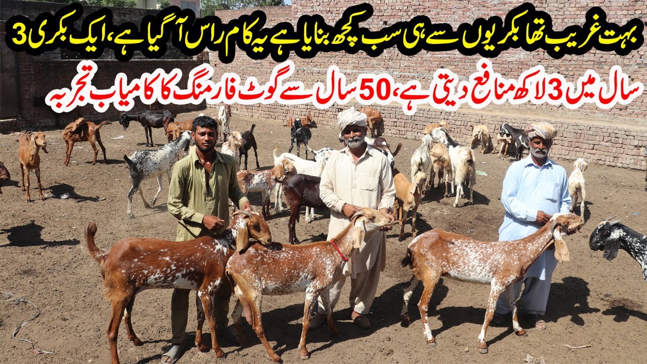 Fayz Goat Farm | Sialkoti Desi Goats Farming From 50 Years | Sialkoti Goats Rates