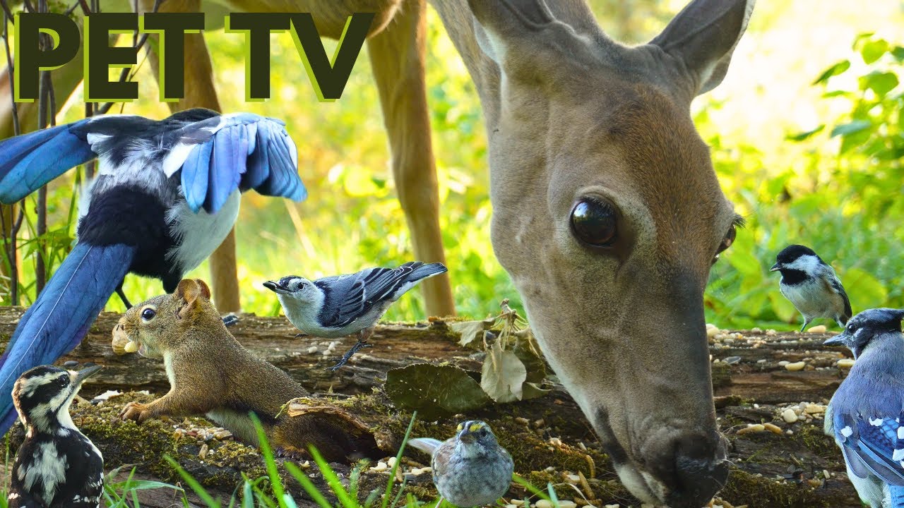 Dog TV for Dogs to Watch • Wildlife Up-Close 🦌 Relaxing Nature Video With Deer, Squirrels & Birds