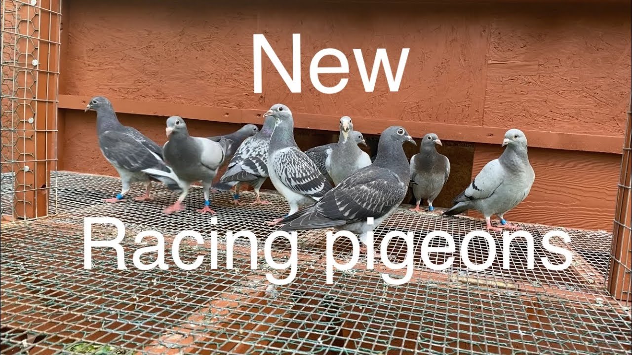 My new racing pigeons-Huyskens Van Riel & Janssens