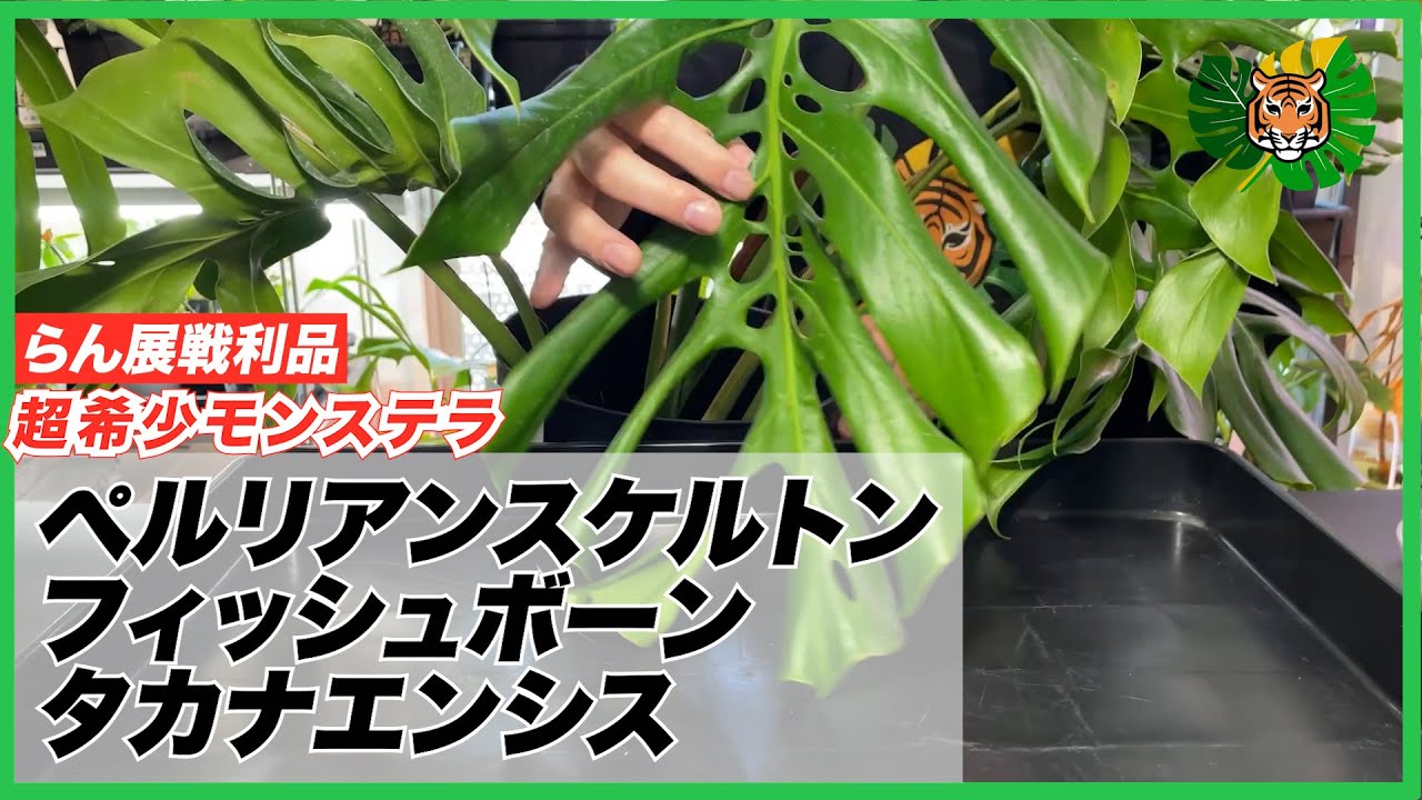 【らん展戦利品】おつかいしてきた超レアモンステラ、ペルリアンスケルトンとフィッシュボーン、誘惑に負けて買ってしまったタカナエンシスの植替え
