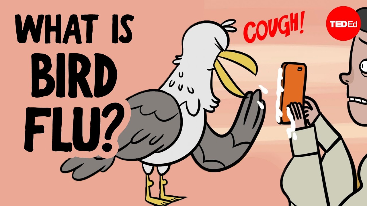 Everything you need to know about bird flu - Benjamin Anderson