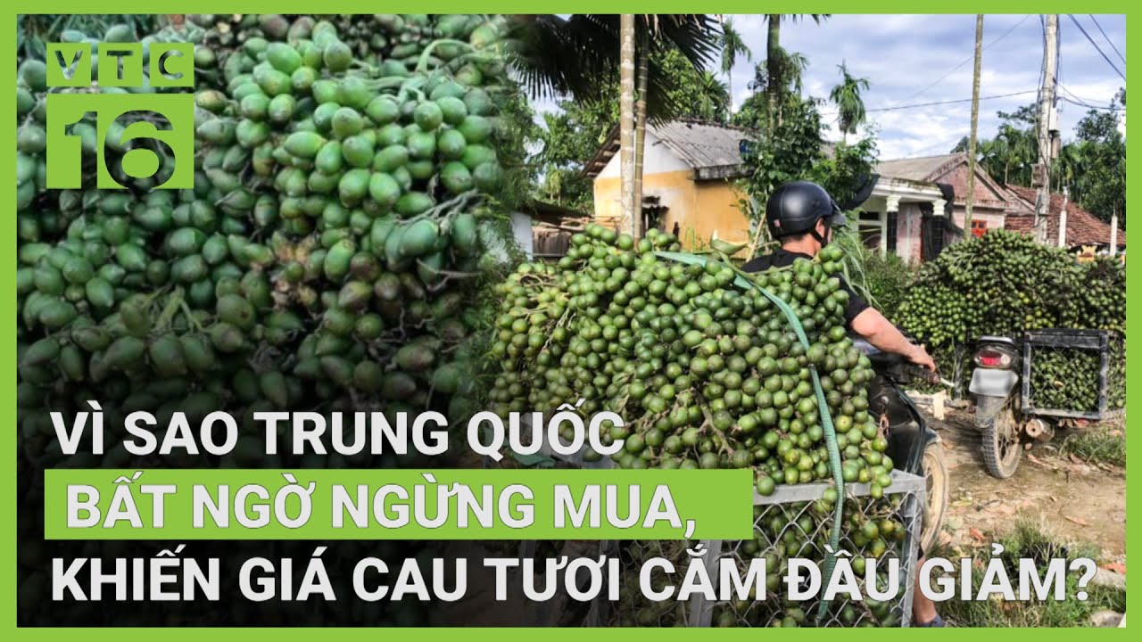 Trung Quốc giảm mua giá cau lao dốc, trồng cau có thu được tiền tỷ? | VTC16