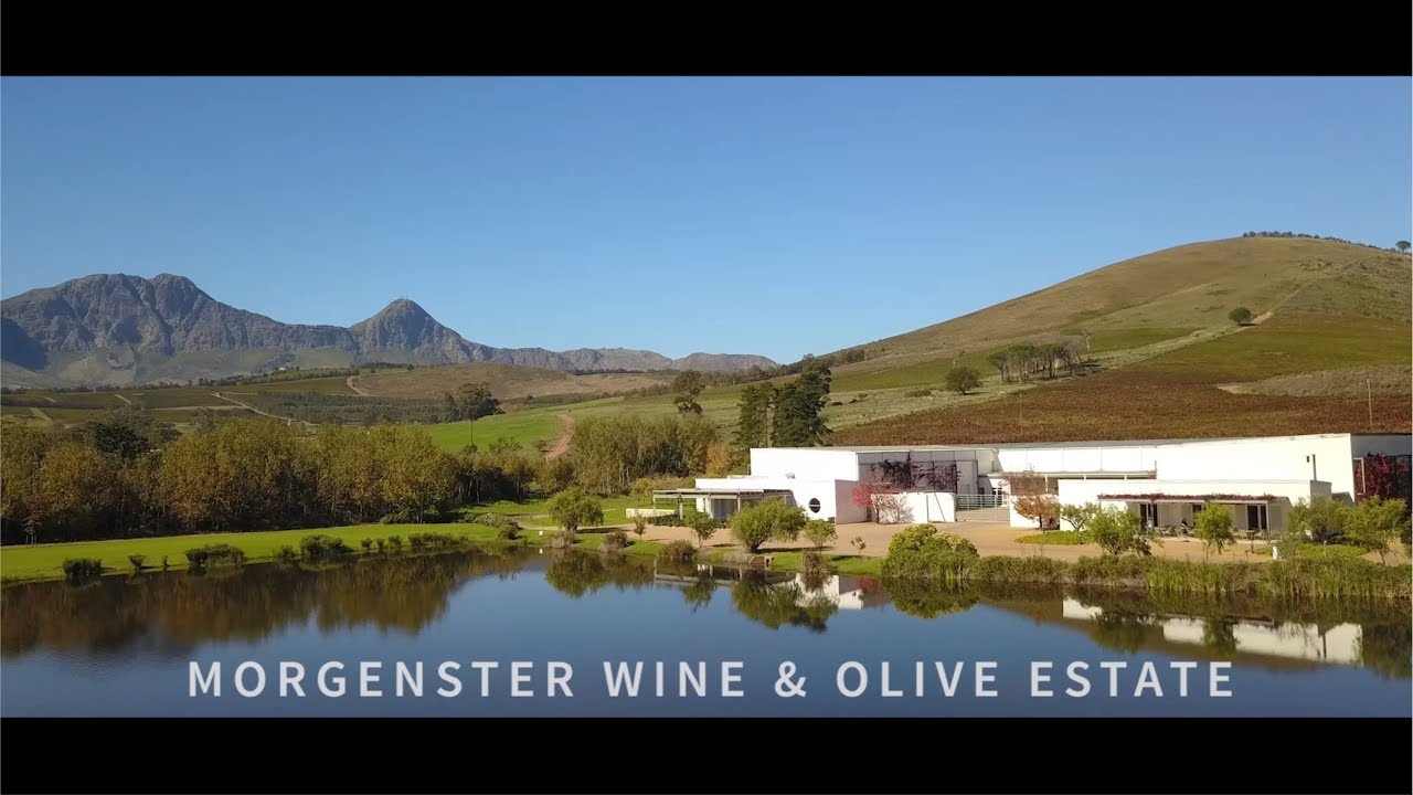 Going Places - Morgenster Olive & Wine Estate
