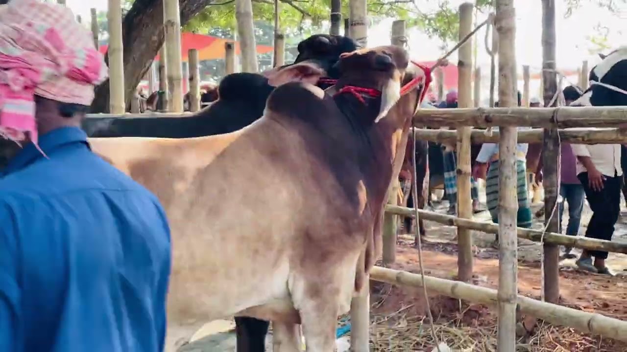 Mashallaha Beautiful bull 💖 2026 Qurbani collection #qurbanvlogs #cattleworld #animals 