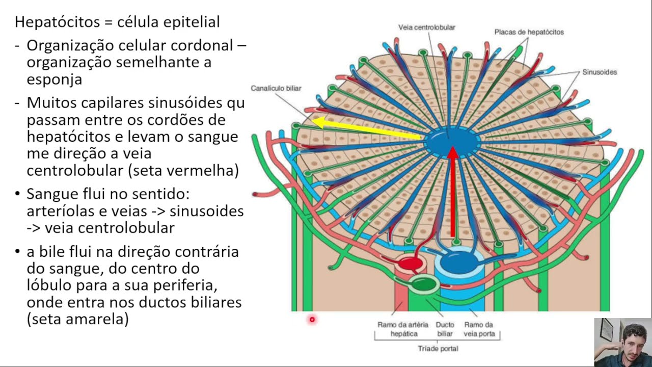 Histologia Completa Sistema digestorio parte 3 - Glandulas Anexas