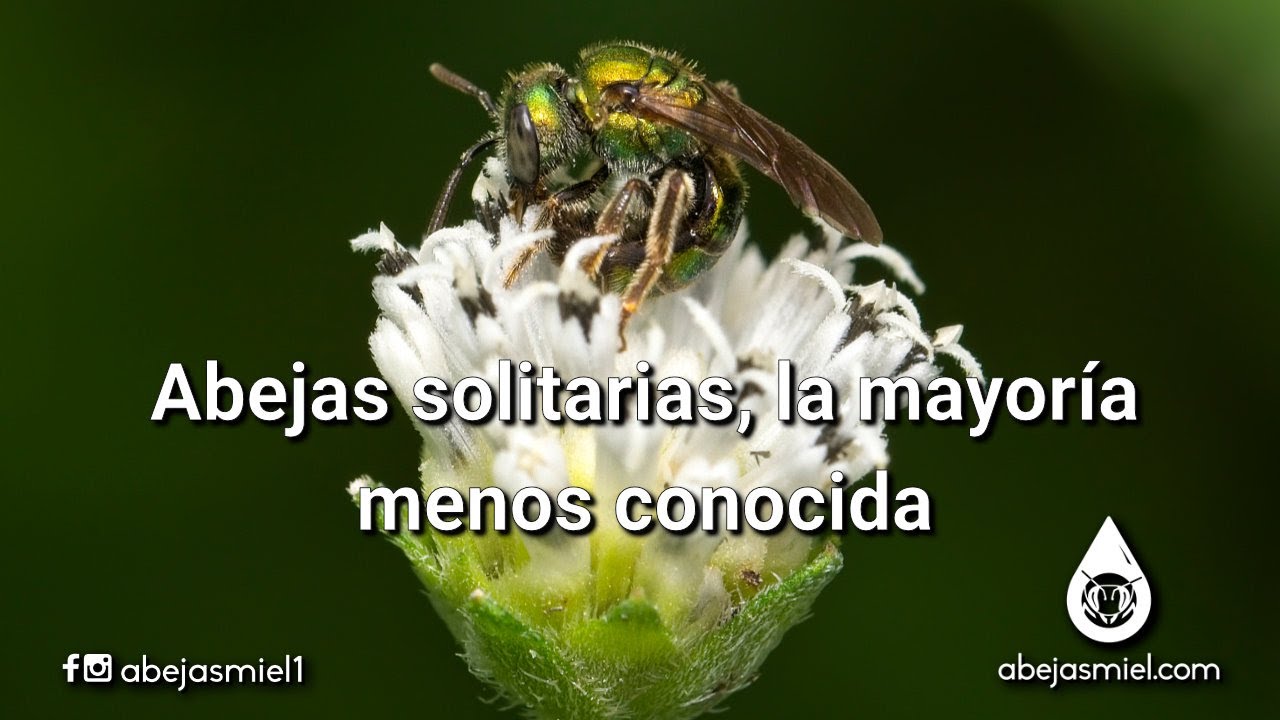 Abejas solitarias, la mayoría menos conocida