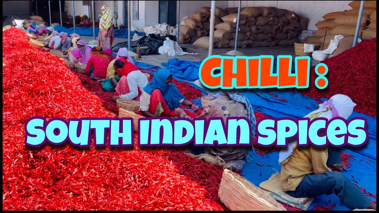 Chilli Grading | Chilli Processing Plant | Export Quality | Hand Chilli Grading | South Indian Spice