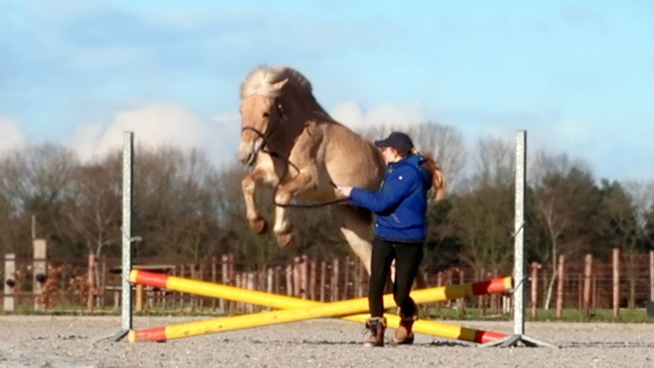 Mijn paard SPRINGT RAAR na onze VAL! 🫣⁉️