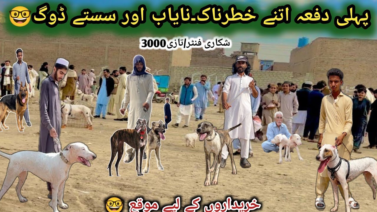 Biggest Dog Market in Asia latest Updates | Kohat Dog Mandi  |  Pk Animals Vlog