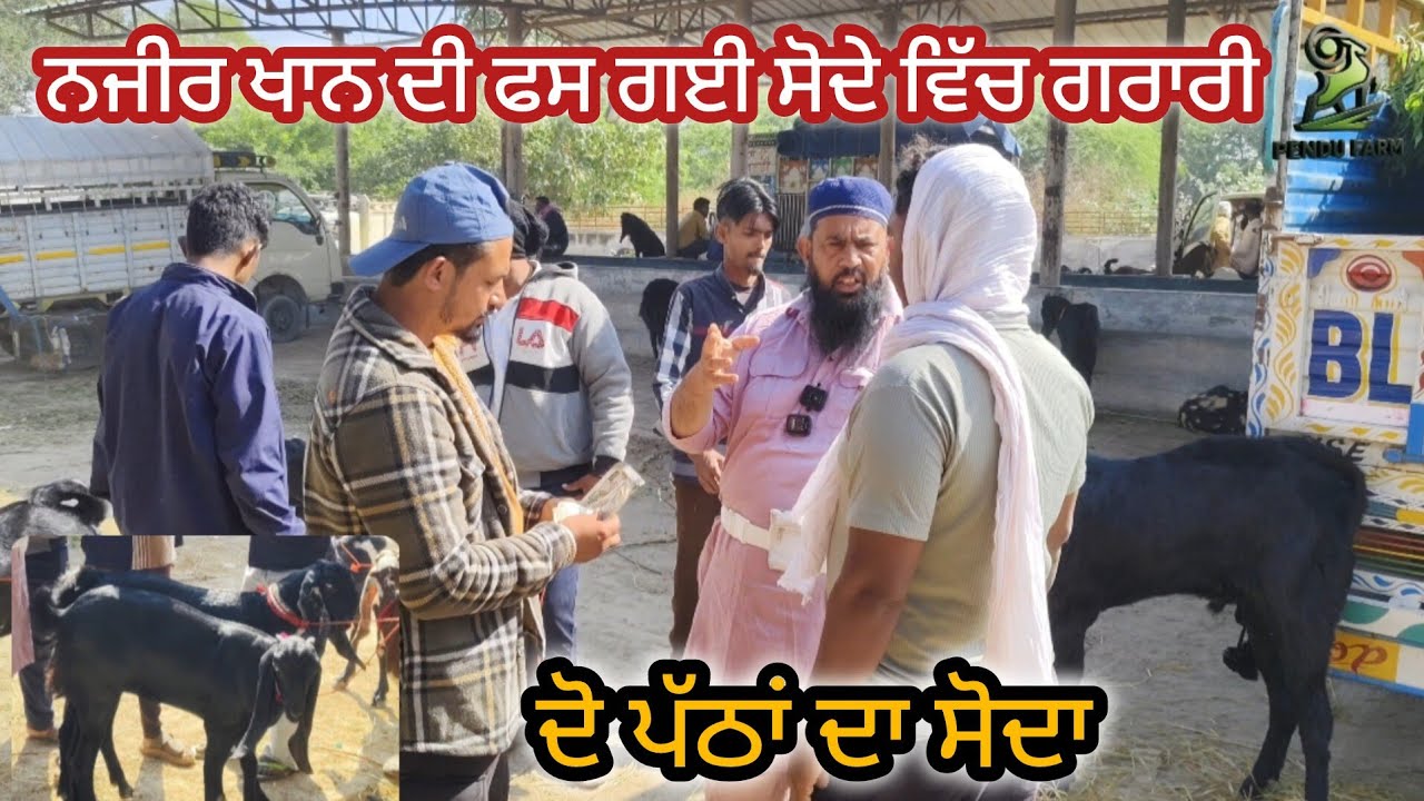 ਨਜੀਰ ਖਾਨ ਦੀ ਫਸ ਗਈ ਸੋਦੇ ਵਿੱਚ ਗਰਾਰੀ Maur Bakra Mandi #live_sauda #goatfarming @goatstar94 @PenduFarm 
