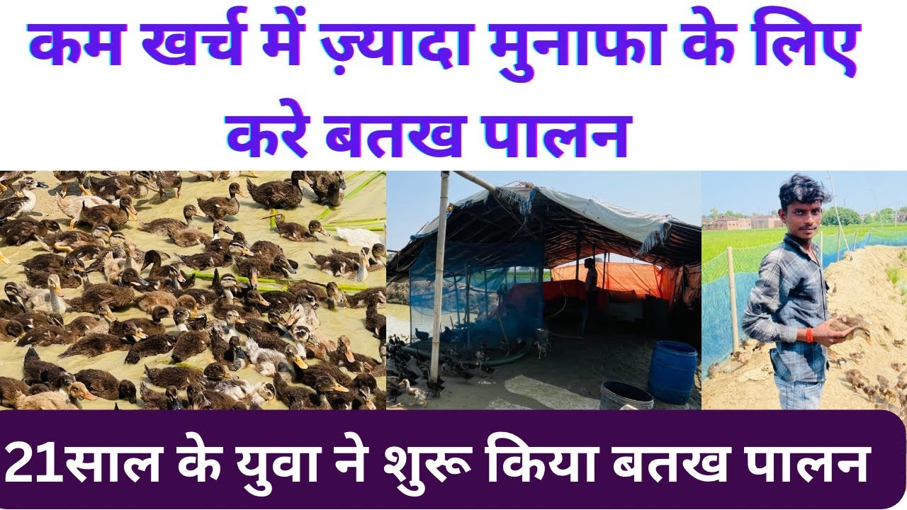 21  साल का युवा ने शुरू किया बतख पालन ।।batak palan kaise Kare?