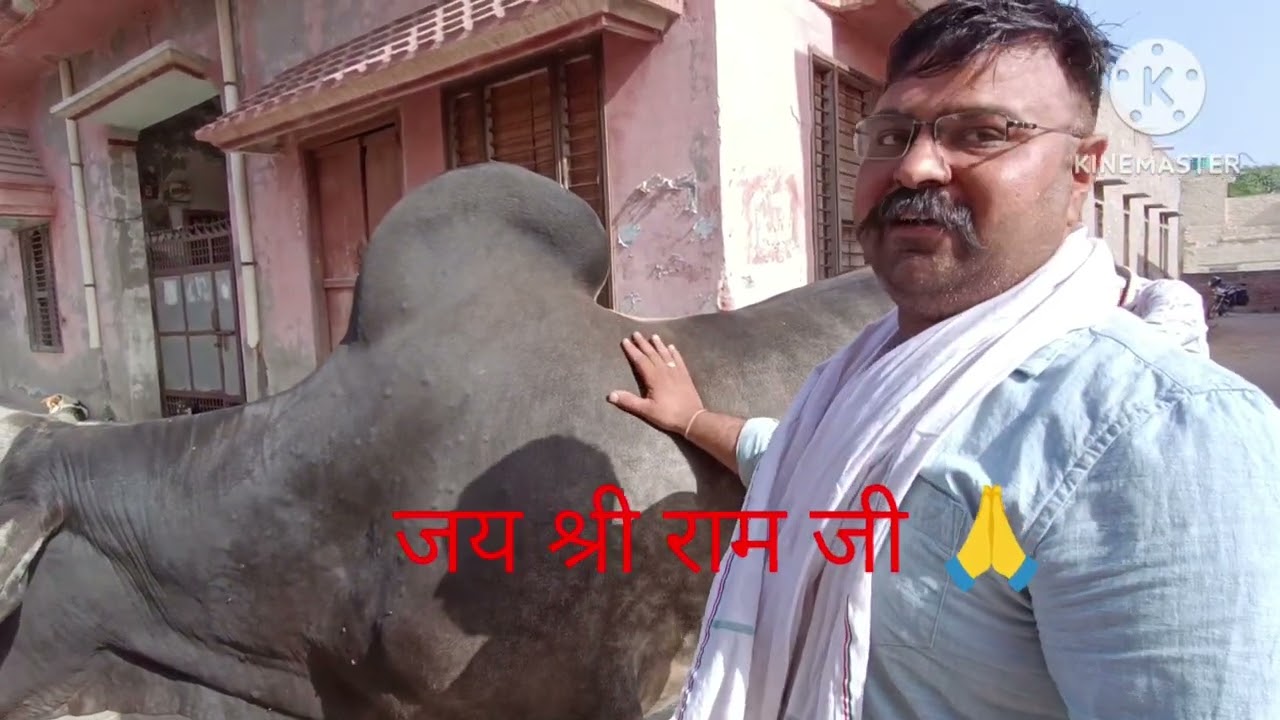 यदुवंशी गोशाला शक्ति नन्दी का बेटा भानु मां चंद्रिका दादी बुड्ढी माई भारती शुद्ध हरियाणा नस्ल #jitu