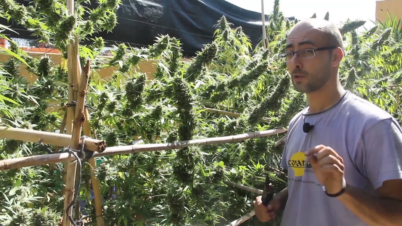 Marihuana Al Natural 12 Jard&iacute;n de Sativas