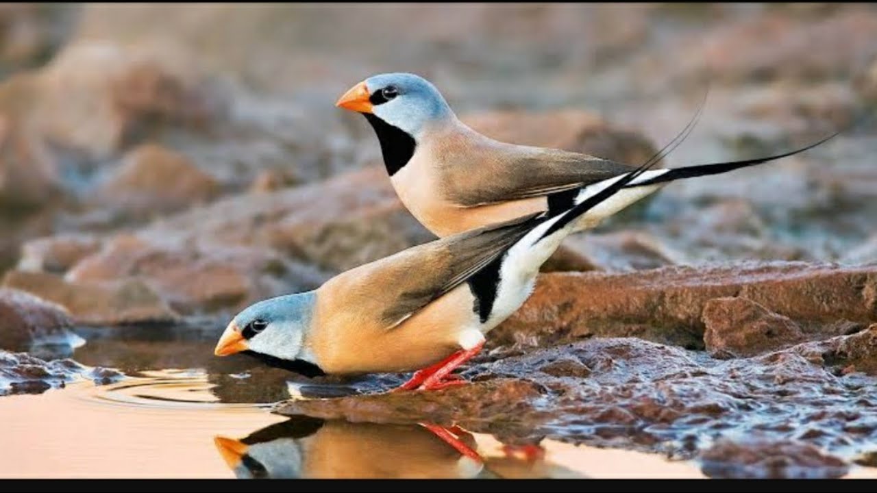Long tailed finch தமிழ்|பின்ச்ஸ் Finches|Exotic Finches|Shaft tail / Long tail breeding tamil|Birds