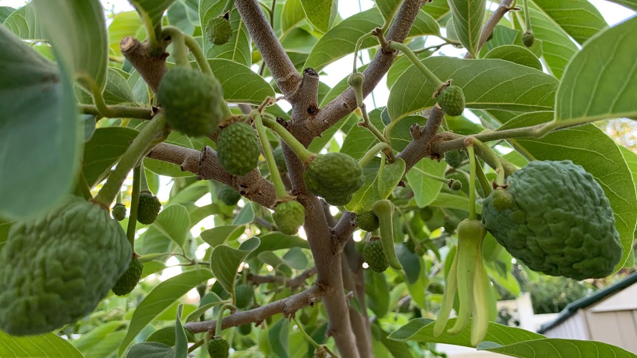 How To Hand Pollinate Atemoya Tree To Produce Lots Of Fruits