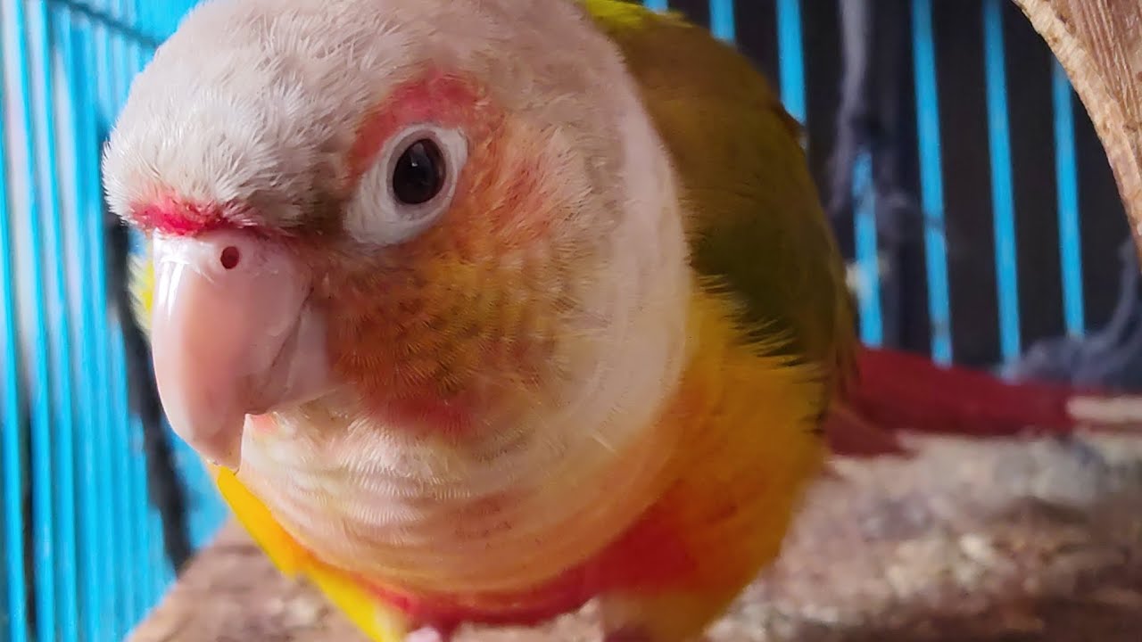 Conure are getting comfortable with camera #vlog 