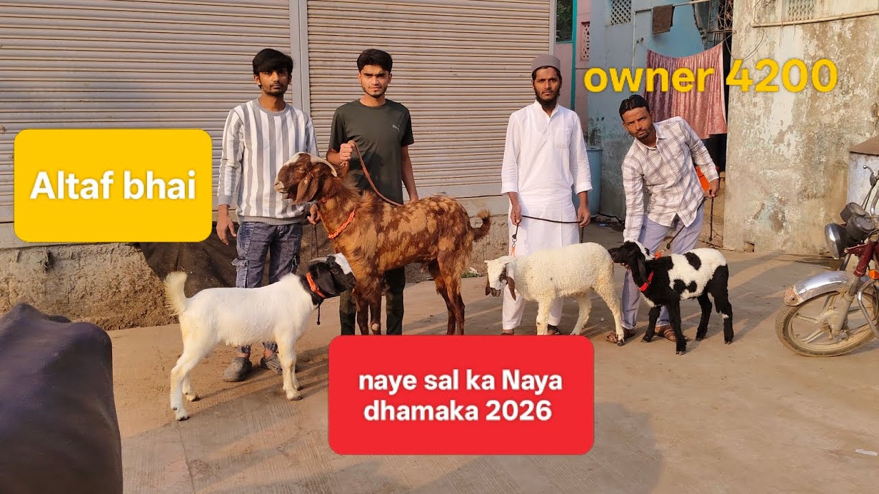 Altaf bhai owner 4200 #goat #trader #animals #YouTube #viralvideo