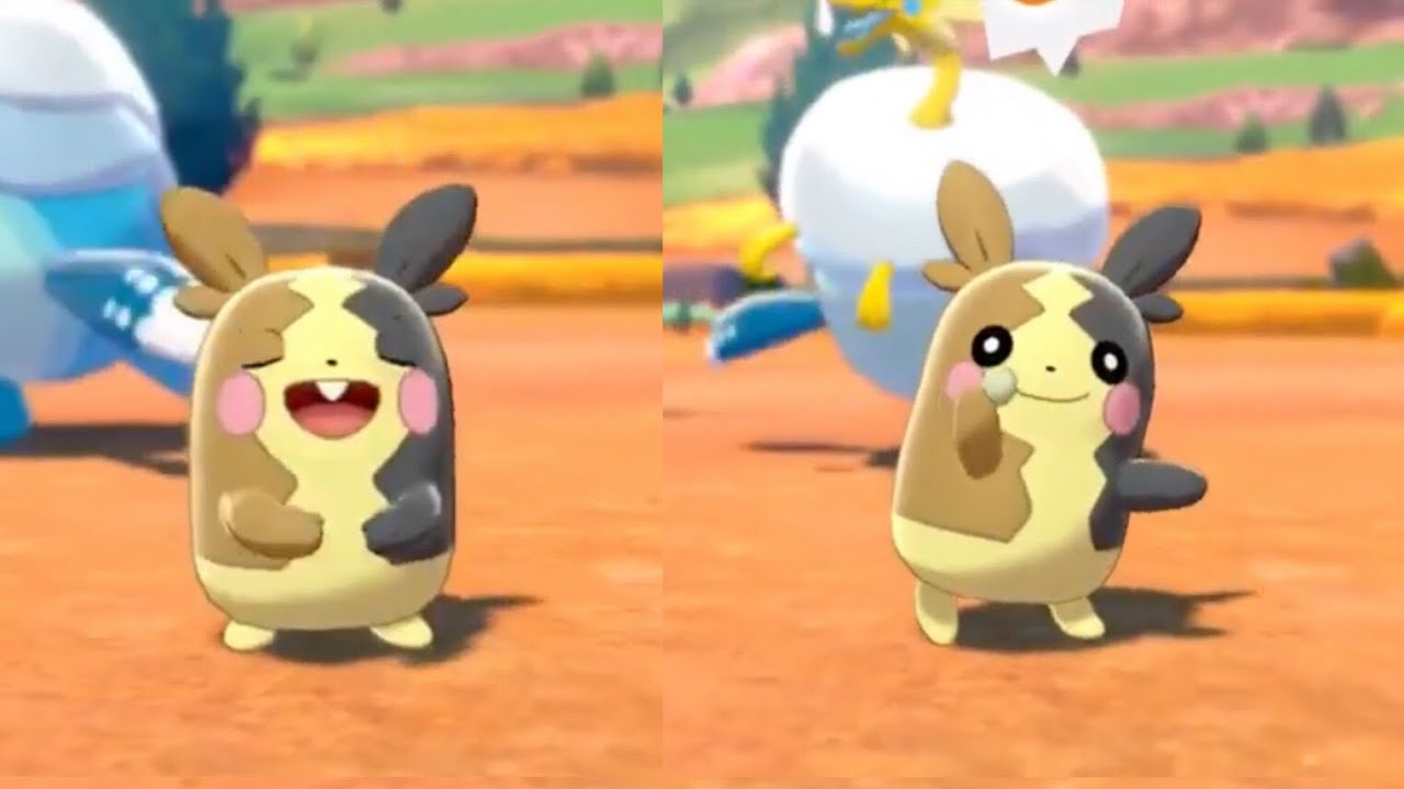 Pok&eacute;mon Camp CUTEST MOMENTS - Pok&eacute;mon Sword and Shield