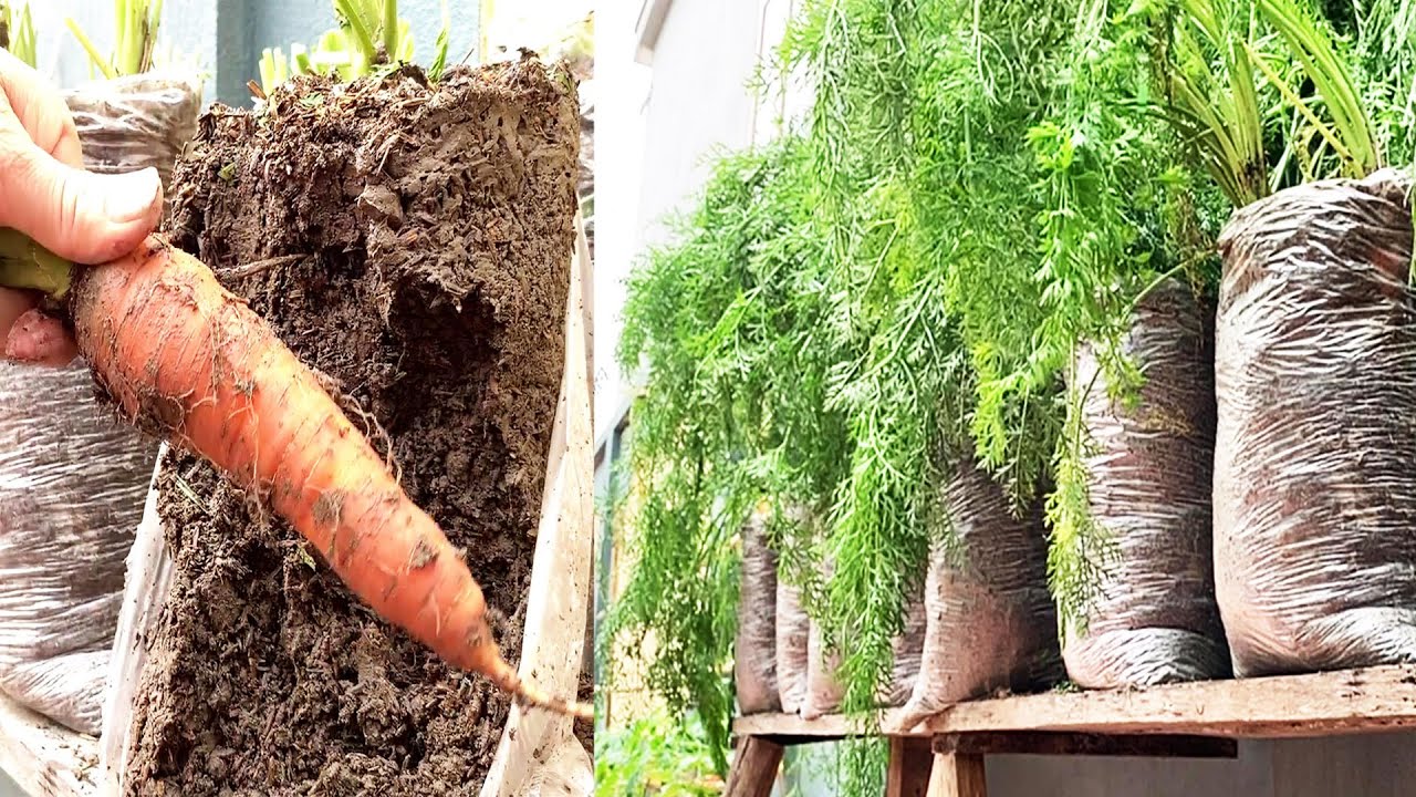 Grow carrots with plastic bags