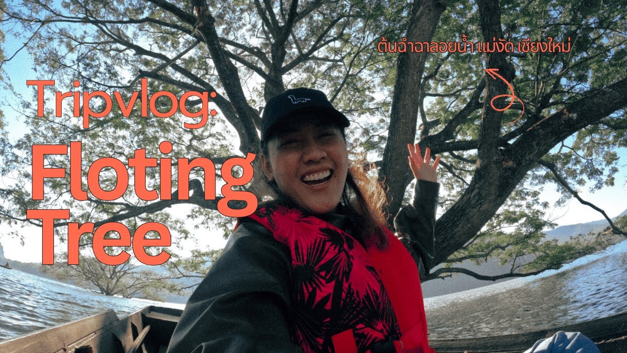 Vlog: Foggy Morning at Mae Ngat Dam – Floating Tree(ฉำฉา) | Chiang Mai