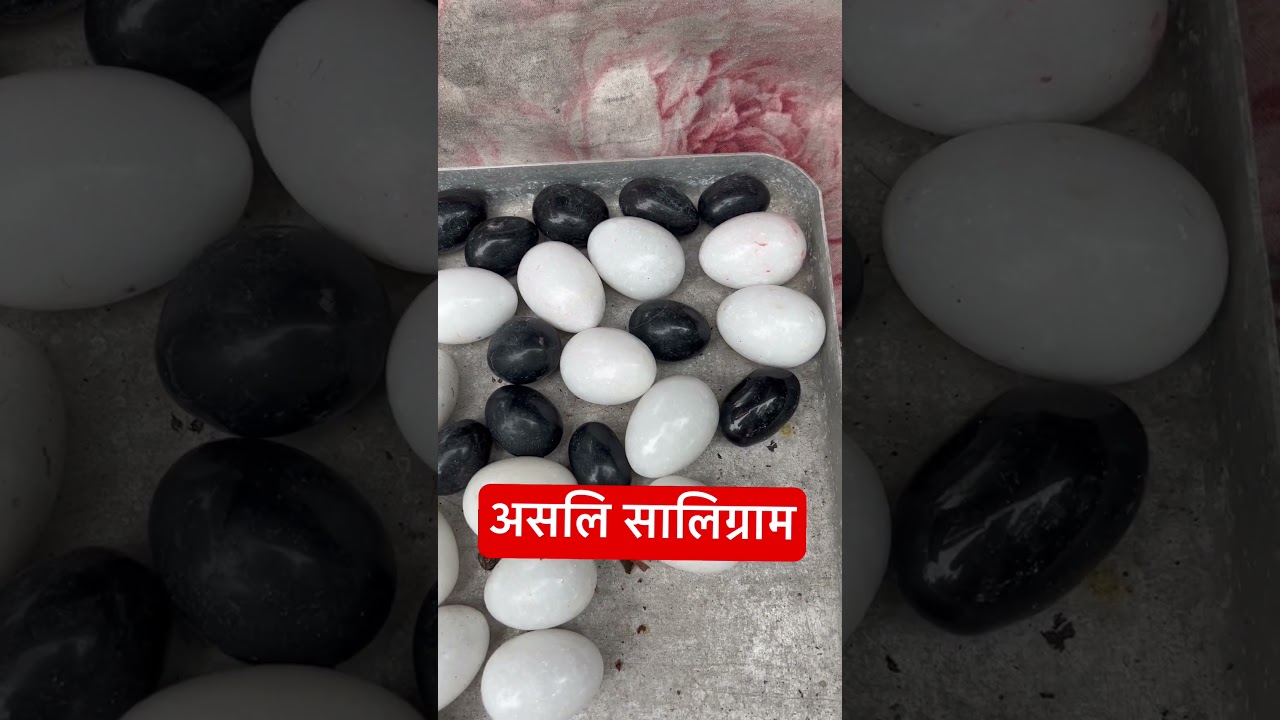 Original saligram from kaligandaki river Nepal #saligrama#hindu #god