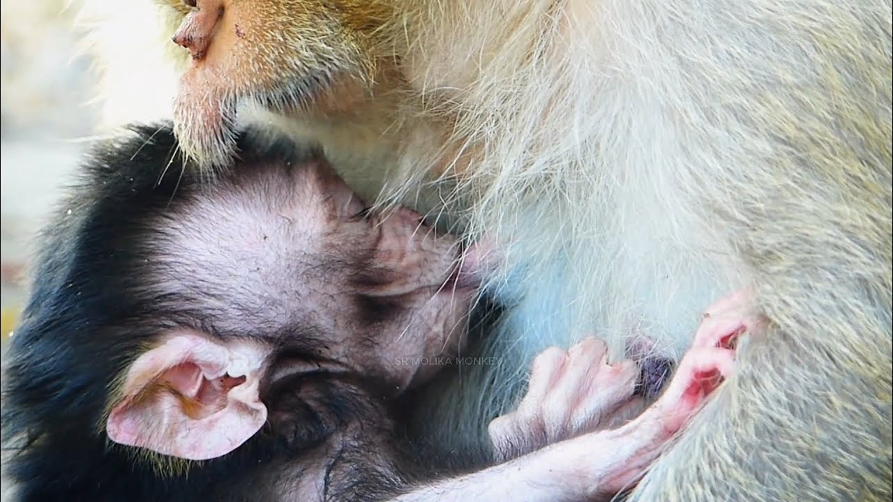 6 Day Need Milk Mom | Jam Look So Hungry | Baby Monkey Mai Trying Ask Mom Drink Milk
