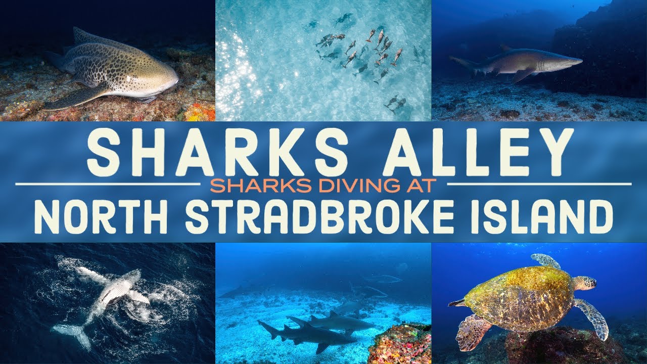 Diving with SHARKS at North Stradbroke Island in Winter