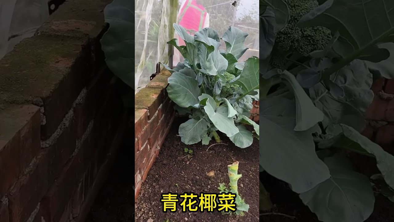 瞎忙農場的菜園