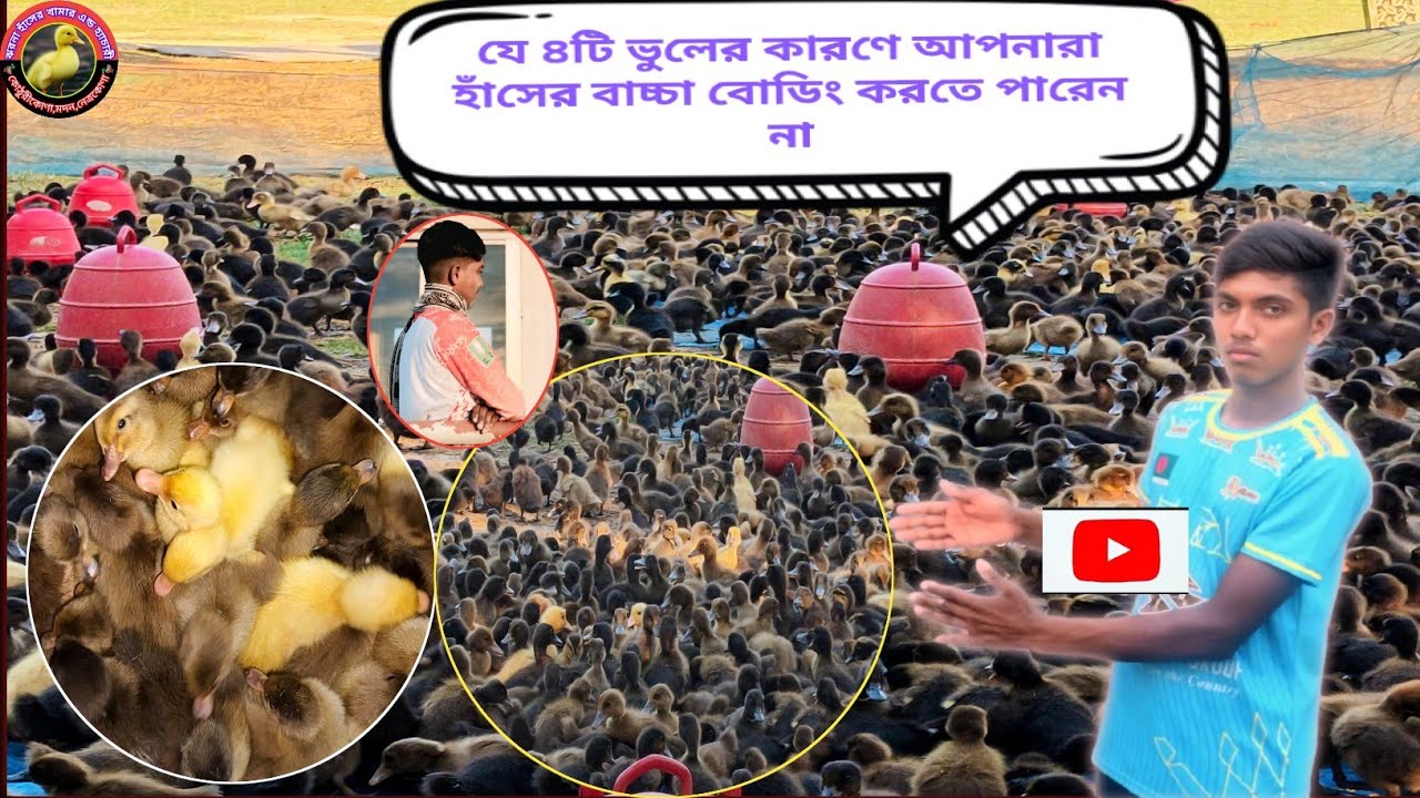 যে ৪টি ভুলের কারণে আপনারা হাঁসের বাচ্চা বোডিং করতে পারেন না।#duck farm#duck business#duck brooding# 