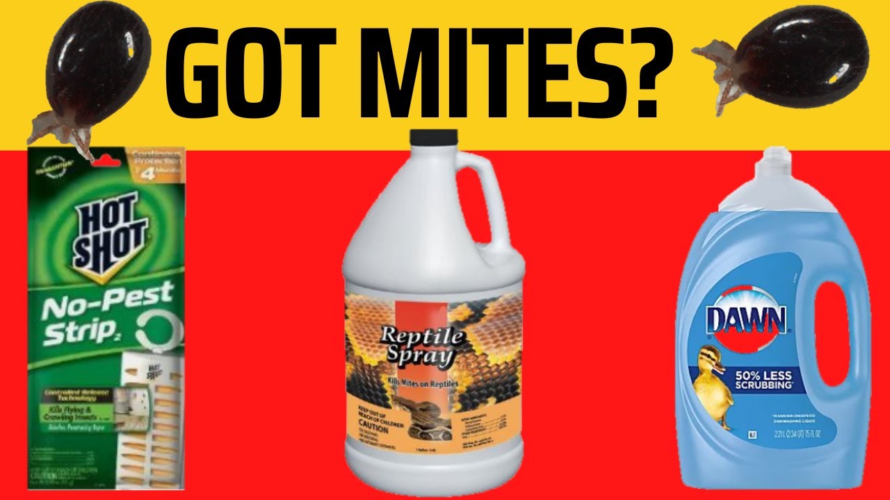 How to Get Rid of Snake Mites - Best Products to Use