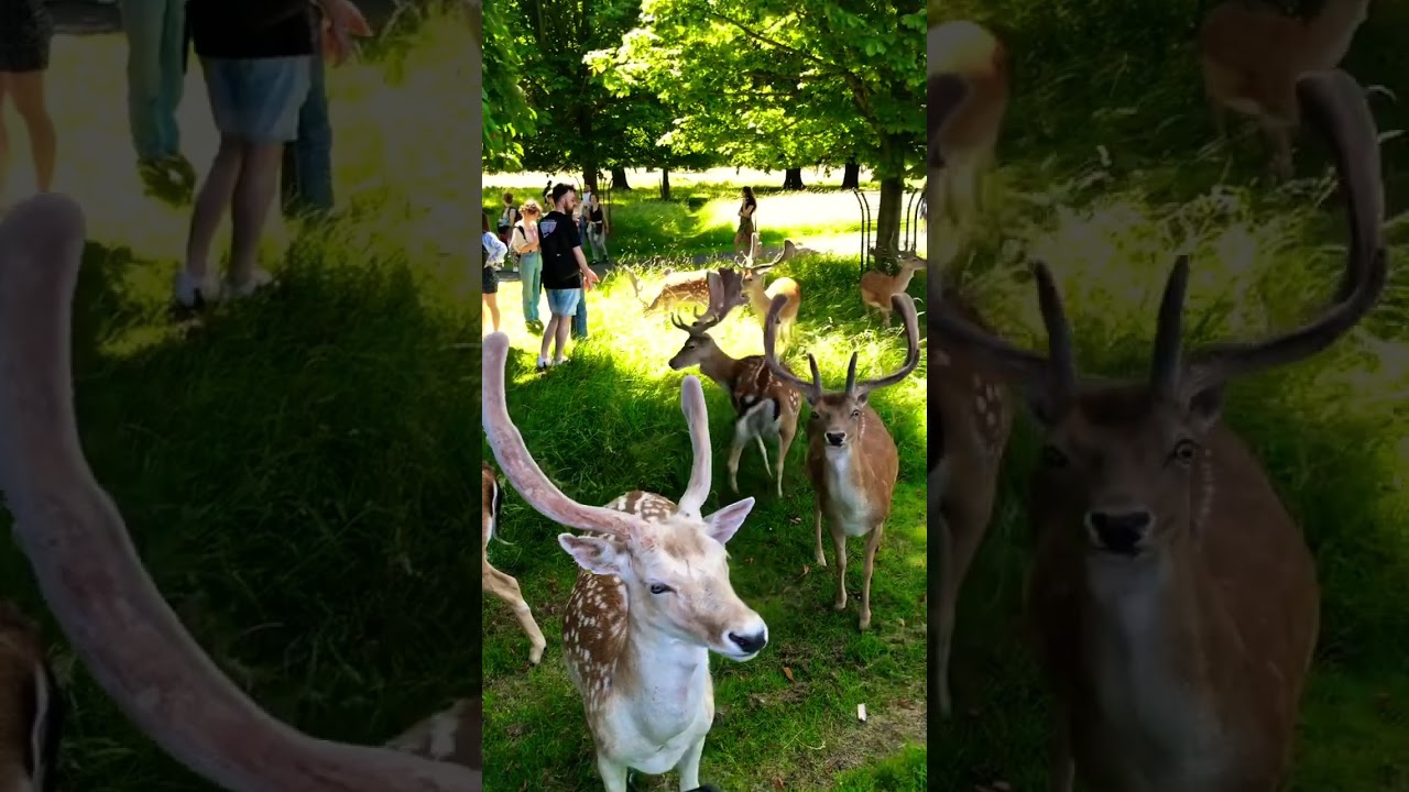 Deer at Phoenix Park, Dublin 🇮🇪