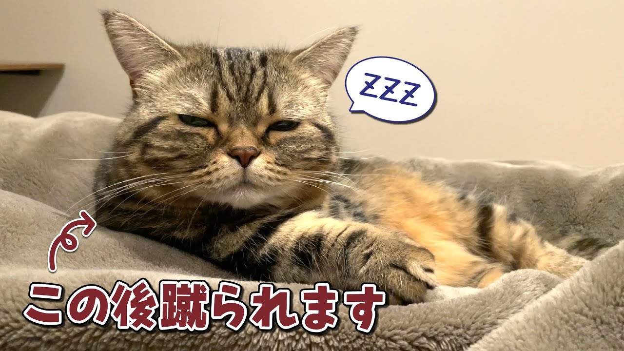 蹴飛ばされてもどうしてもパパと一緒に寝たい猫が健気で可愛すぎる！