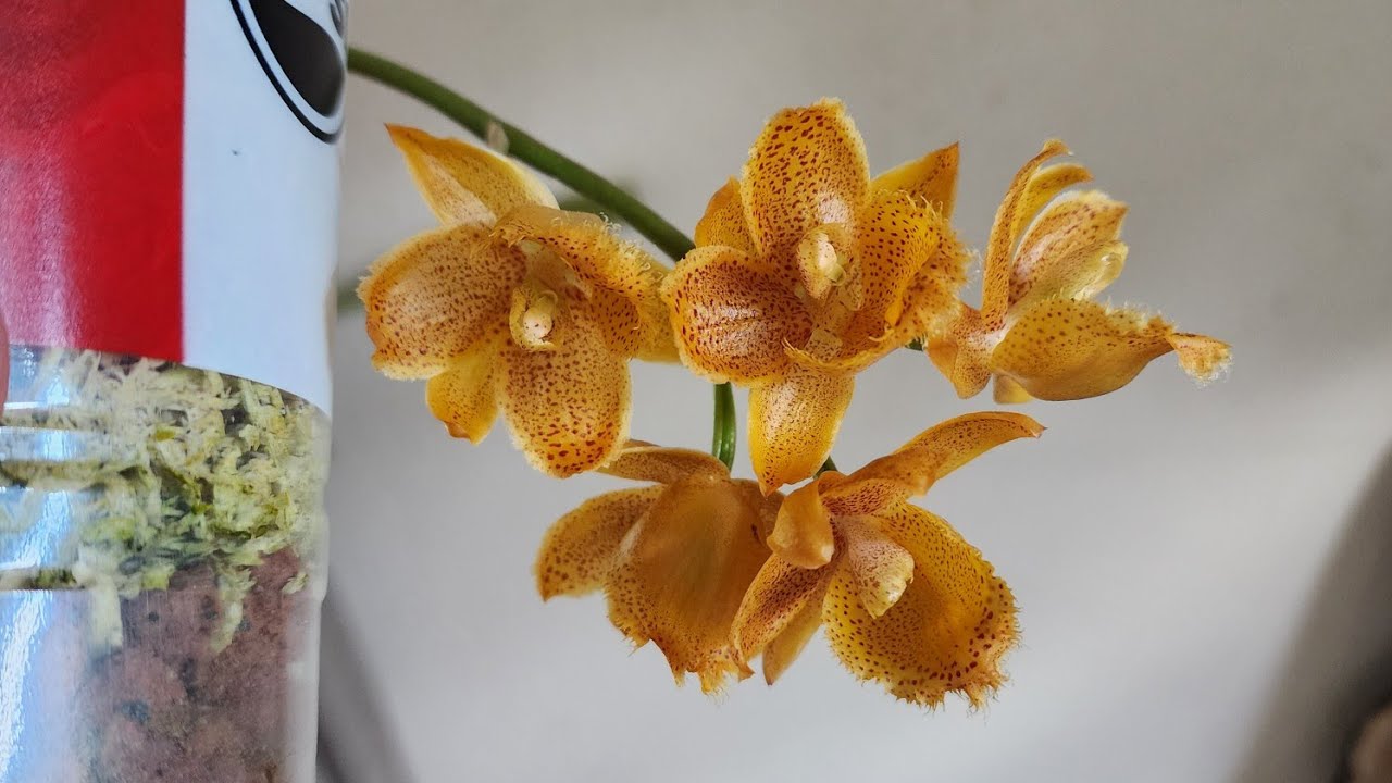 Mormodia Susan Wilson in bloom