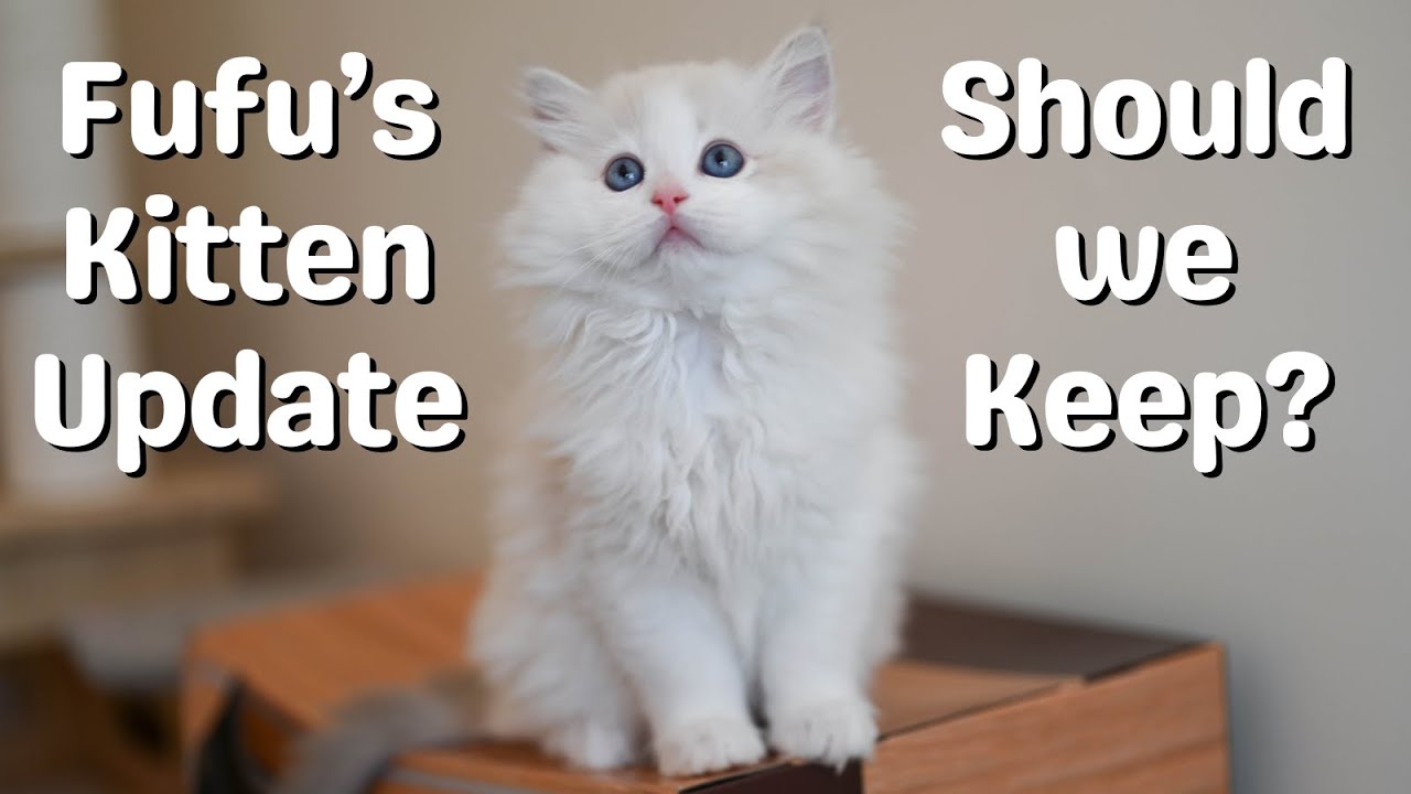Fufu's Ragdoll Kittens 13 Weeks Old | Did We Keep a Kitten?