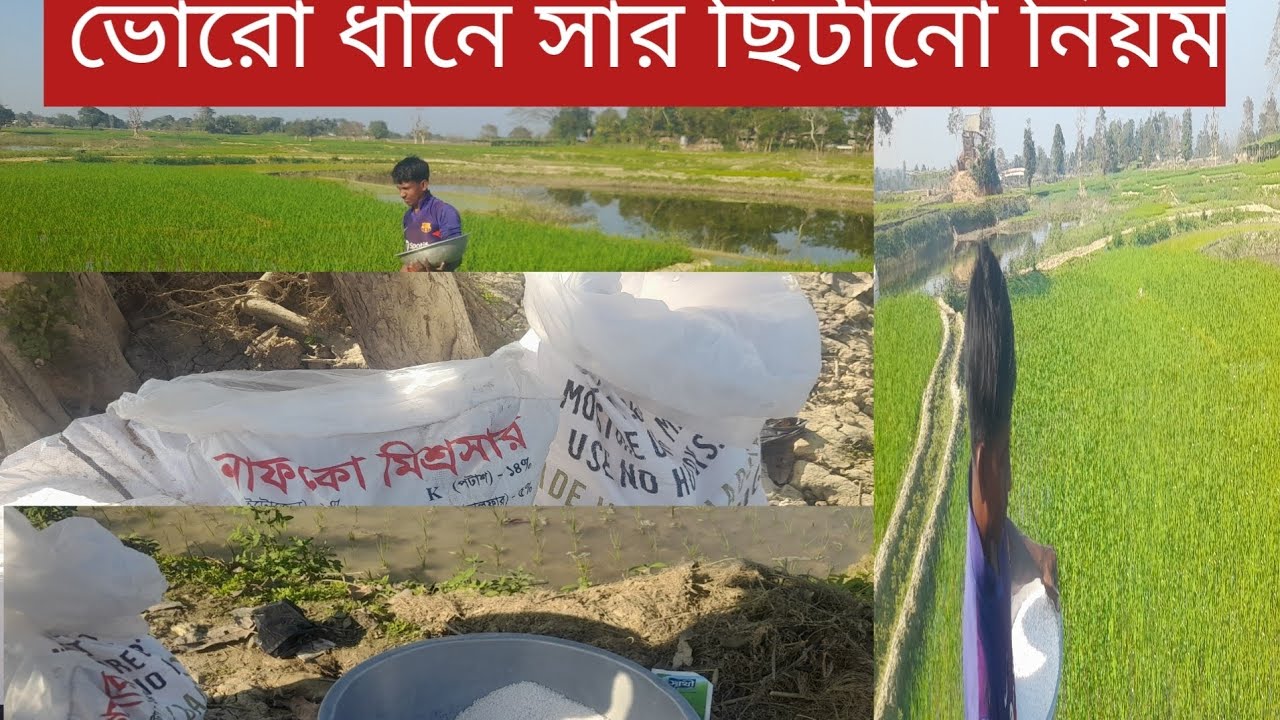 ভরো ধানে ইউরিয়া ব্যবহার নিয়ম। 