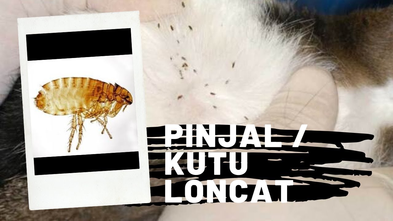 Cara membasmi kutu loncat pada kucing