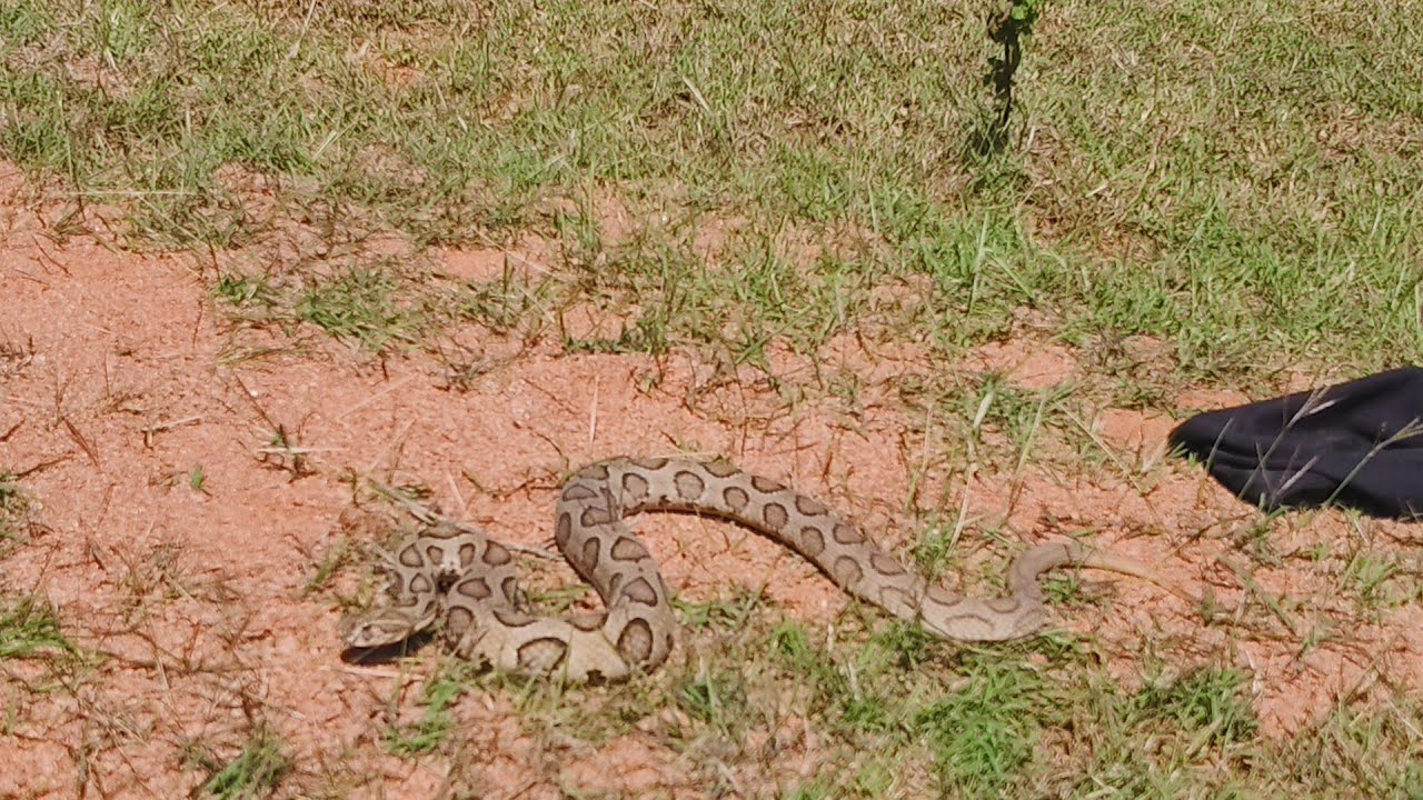 #indian #Russell's wiper#snake #rescue 