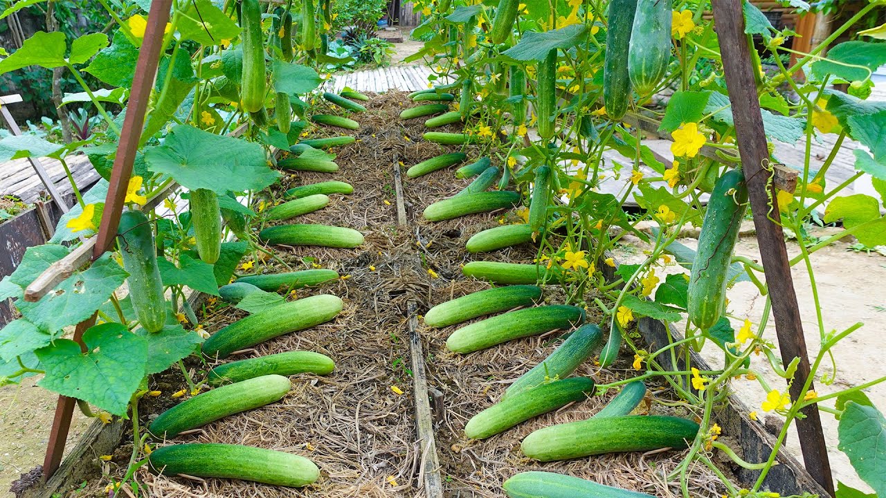 601 Tips to Grow Cucumbers on a Budget - TN Gardening