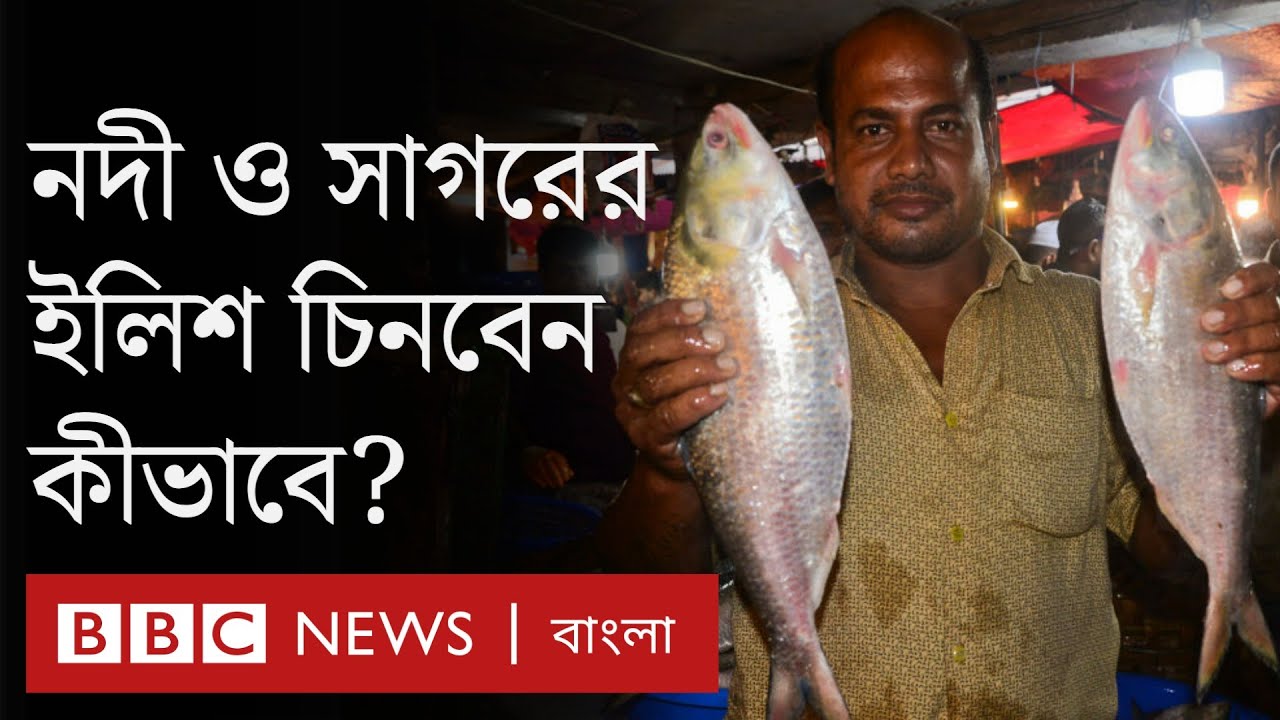 ইলিশ: নদী আর সাগরের ইলিশ চেনার উপায় কী?