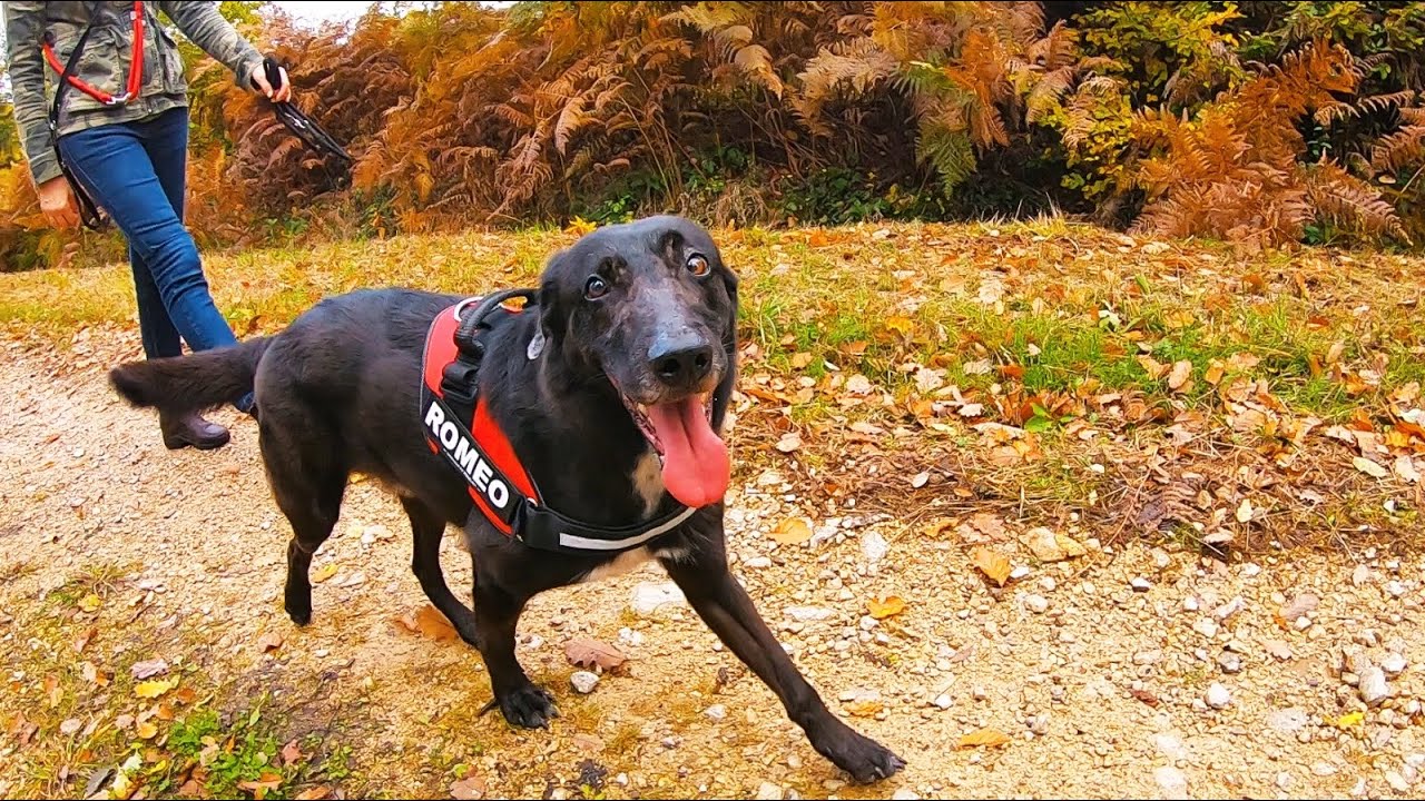 Perro muestra total felicidad al conocer a su nueva familia!  || LET'S ADOPT BACKSTAGE