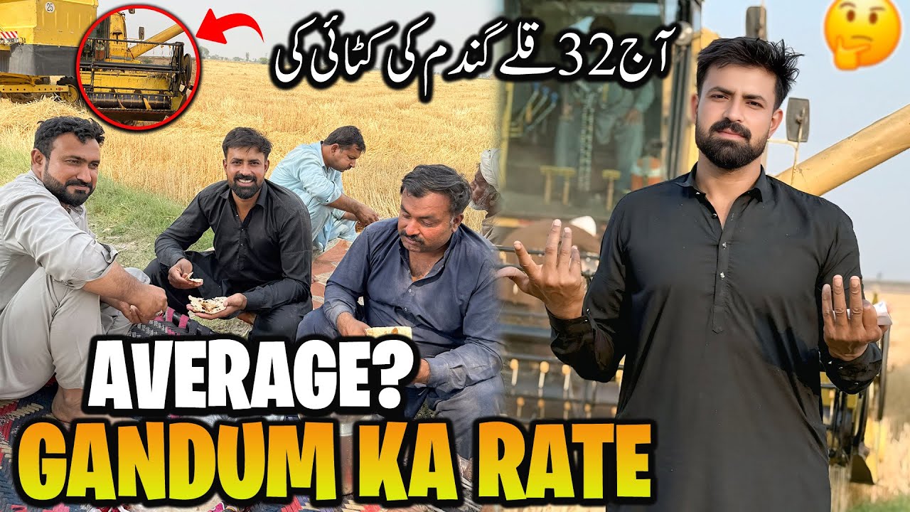 Gandum Ka Rate Kiya Hai 🤔 | Gandum ki Average? | آج بتیس قلے گندم کی کٹائی کی